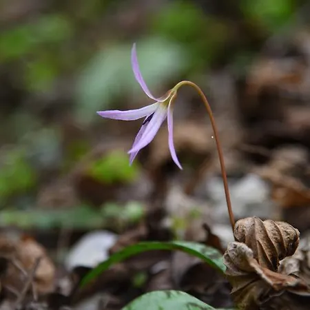 Rifugio Pranolz * Trichiana
