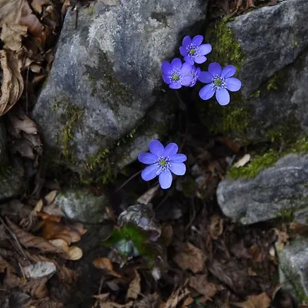 Rifugio Pranolz بيت ضيافة Trichiana