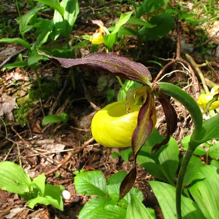 Rifugio Pranolz Vendégház Trichiana